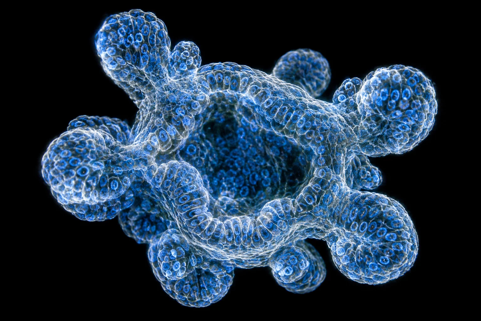 Conceptual microscopy-inspired view of a budding organoid, with blue and white cellular detail against black